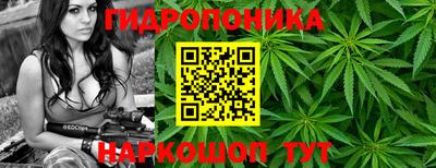 кокс Гатчина